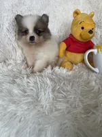 Negroni, a male Pomeranian for sale in Fort Myers, FL – 2 of 8