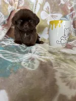 Tiny Nugget, a male Shih Tzu for sale in Fort Myers, FL – 8 of 8