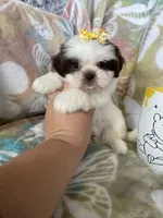 Nutella, a male Shih Tzu for sale in Fort Myers, FL – 2 of 10