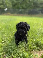 Little C, a male Cavapoo for sale in Canaan, ME – 3 of 6