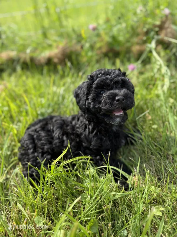Little C – Cavapoo puppy for sale in Canaan, ME