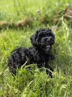 Little C, a male Cavapoo for sale in Canaan, ME – 6 of 6