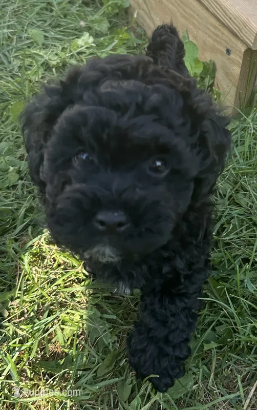 Little C – Cavapoo puppy for sale in Canaan, ME