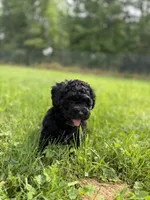 Little C, a male Cavapoo for sale in Canaan, ME – 5 of 6