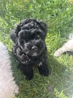 Little C, a male Cavapoo for sale in Canaan, ME – 2 of 6