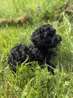 Little C, a male Cavapoo for sale in Canaan, ME – 4 of 6