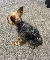 Nova, a female Yorkshire Terrier for sale in Bedford, TX – 3 of 3