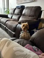 Nova, a female Yorkshire Terrier for sale in Bedford, TX – 2 of 3
