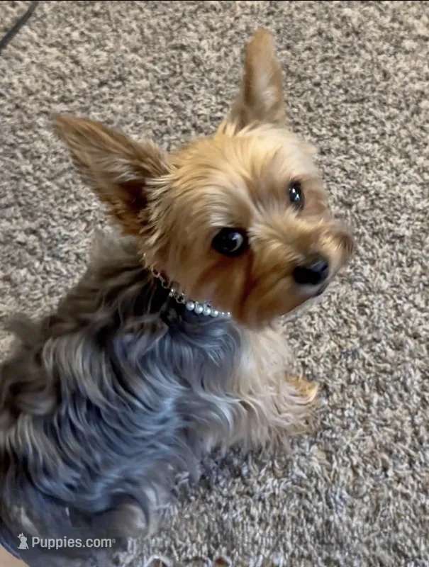 Nova – Yorkshire Terrier puppy for sale in Bedford, TX