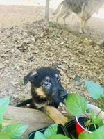 Cozy, a male German Shepherd Dog for sale in Hampton, GA – 3 of 5