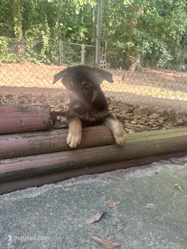 Cozy – German Shepherd Dog puppy for sale in Hampton, GA