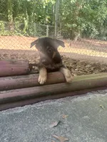 Cozy, a male German Shepherd Dog for sale in Hampton, GA – 1 of 5