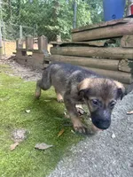 Rambo, a male German Shepherd Dog for sale in Hampton, GA – 2 of 4