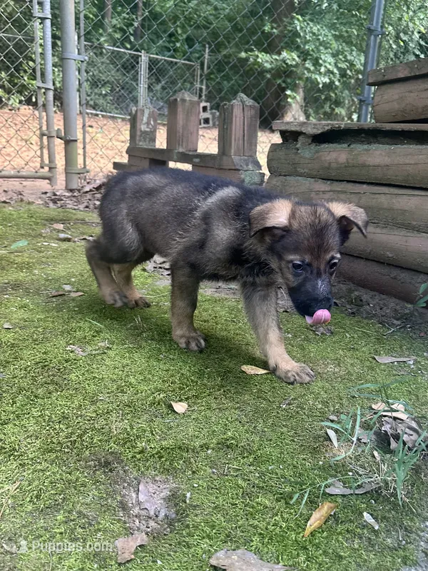 Rambo – German Shepherd Dog puppy for sale in Hampton, GA