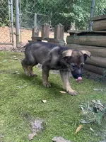 Rambo, a male German Shepherd Dog for sale in Hampton, GA – 1 of 4