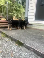 Cozy, a male German Shepherd Dog for sale in Hampton, GA – 2 of 5