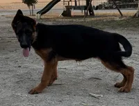 German shepherd , a female German Shepherd Dog for sale in Tulare, CA – 2 of 7