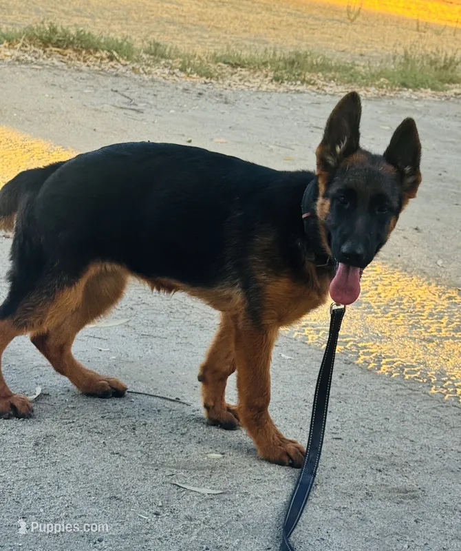German shepherd  – German Shepherd Dog puppy for sale in Tulare, CA