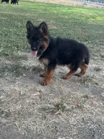 German shepherd puppy , a female German Shepherd Dog for sale in Tulare, CA – 2 of 5