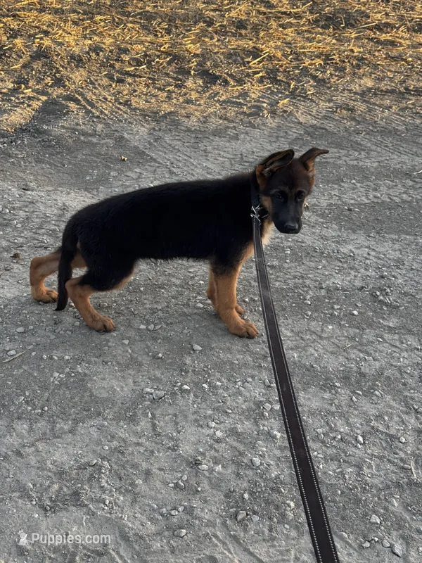 German shepherd  – German Shepherd Dog puppy for sale in Tulare, CA