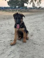 German shepherd , a female German Shepherd Dog for sale in Tulare, CA – 3 of 8