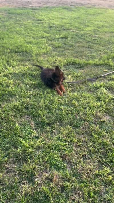 German shepherd puppy , a female German Shepherd Dog for sale in Tulare, CA – 5 of 5