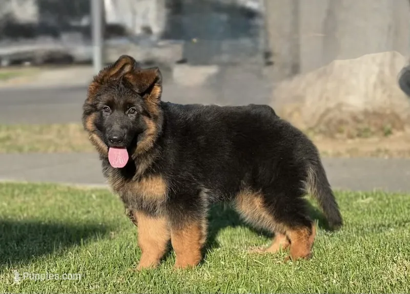 cachorro de pastor alemán – German Shepherd Dog puppy for sale in Tulare, CA