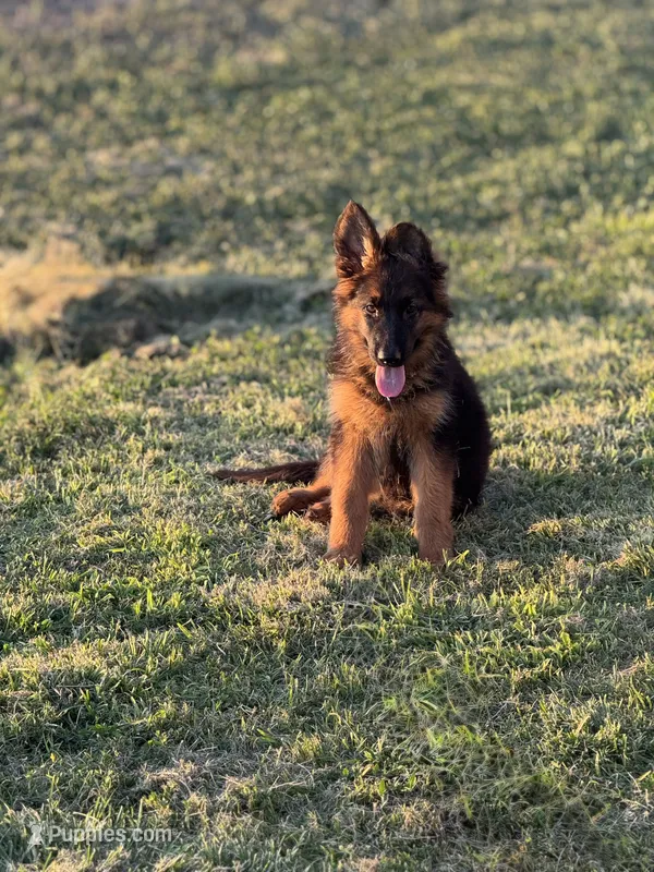 cachorro de pastor alemán – German Shepherd Dog puppy for sale in Tulare, CA