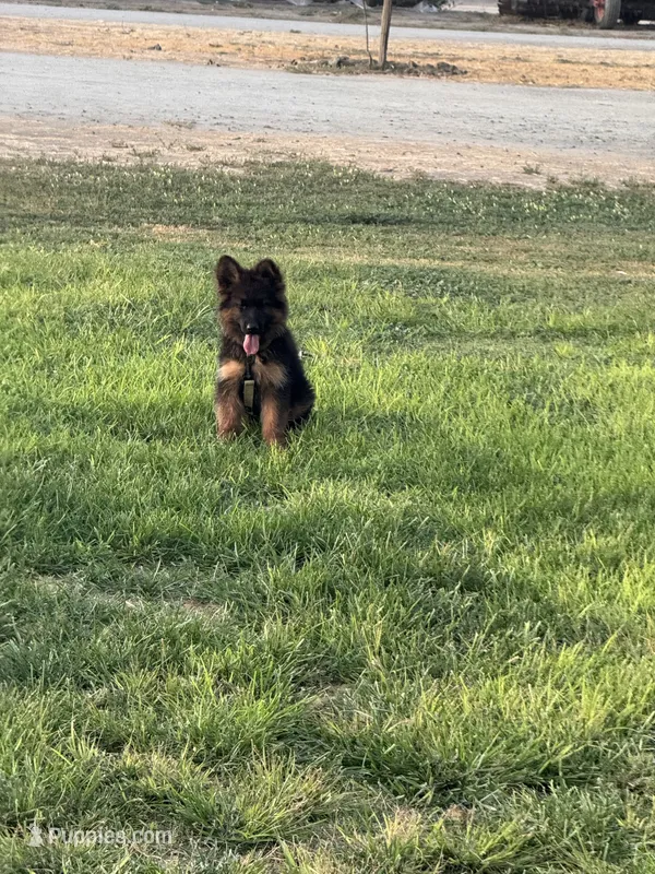 cachorro de pastor alemán – German Shepherd Dog puppy for sale in Tulare, CA