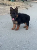 German shepherd puppy , a female German Shepherd Dog for sale in Tulare, CA – 1 of 5