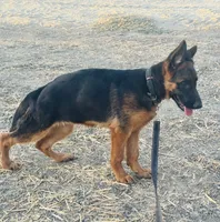 German shepherd , a female German Shepherd Dog for sale in Tulare, CA – 4 of 7
