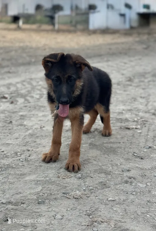 German shepherd  – German Shepherd Dog puppy for sale in Tulare, CA