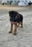 German shepherd , a female German Shepherd Dog for sale in Tulare, CA – 1 of 8