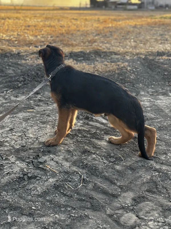 German shepherd  – German Shepherd Dog puppy for sale in Tulare, CA