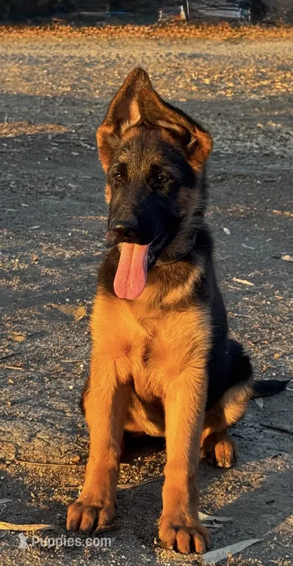 German shepherd  – German Shepherd Dog puppy for sale in Tulare, CA