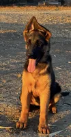 German shepherd , a female German Shepherd Dog for sale in Tulare, CA – 1 of 7