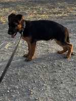 German shepherd , a male German Shepherd Dog for sale in Tulare, CA – 3 of 6