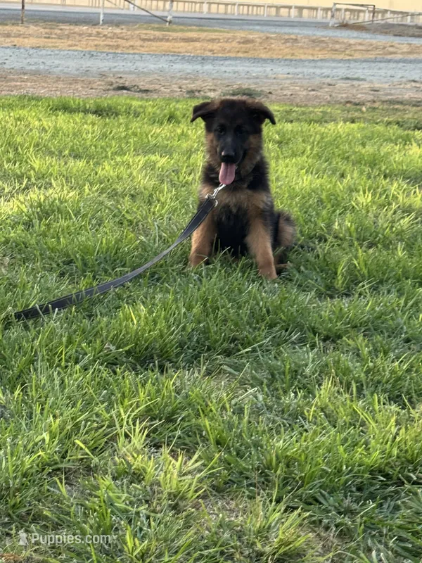 cachorro de pastor alemán – German Shepherd Dog puppy for sale in Tulare, CA