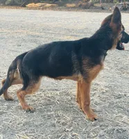 German shepherd , a female German Shepherd Dog for sale in Tulare, CA – 3 of 7