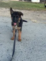 German shepherd puppy , a female German Shepherd Dog for sale in Tulare, CA – 3 of 5