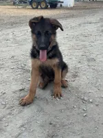 German shepherd , a female German Shepherd Dog for sale in Tulare, CA – 6 of 8