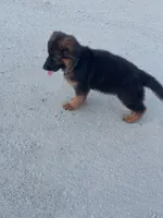 German shepherd puppy , a female German Shepherd Dog for sale in Tulare, CA – 4 of 5