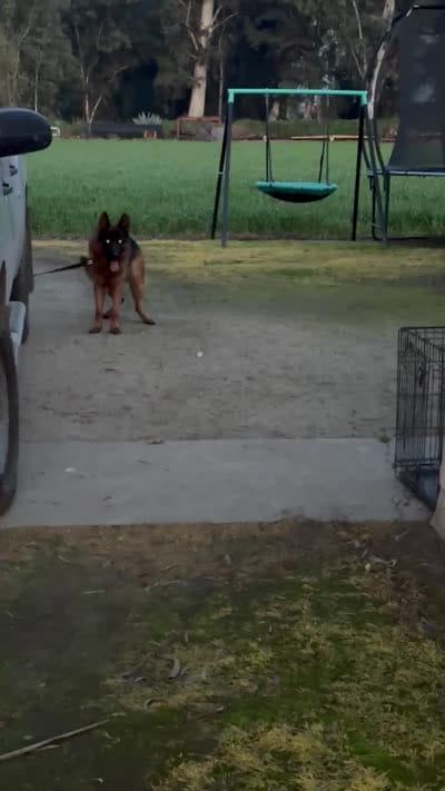 German shepherd , a female German Shepherd Dog for sale in Tulare, CA – 2 of 8