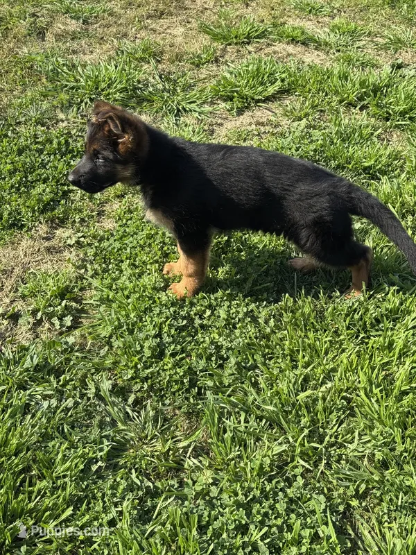 cachorro de pastor alemán – German Shepherd Dog puppy for sale in Tulare, CA