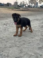 German shepherd , a female German Shepherd Dog for sale in Tulare, CA – 4 of 8