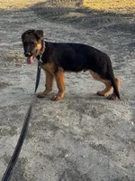 German shepherd , a male German Shepherd Dog for sale in Tulare, CA – 5 of 6