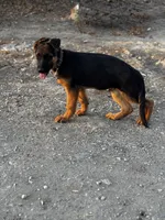 German shepherd , a male German Shepherd Dog for sale in Tulare, CA – 2 of 6
