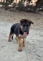 German shepherd , a female German Shepherd Dog for sale in Tulare, CA – 5 of 8