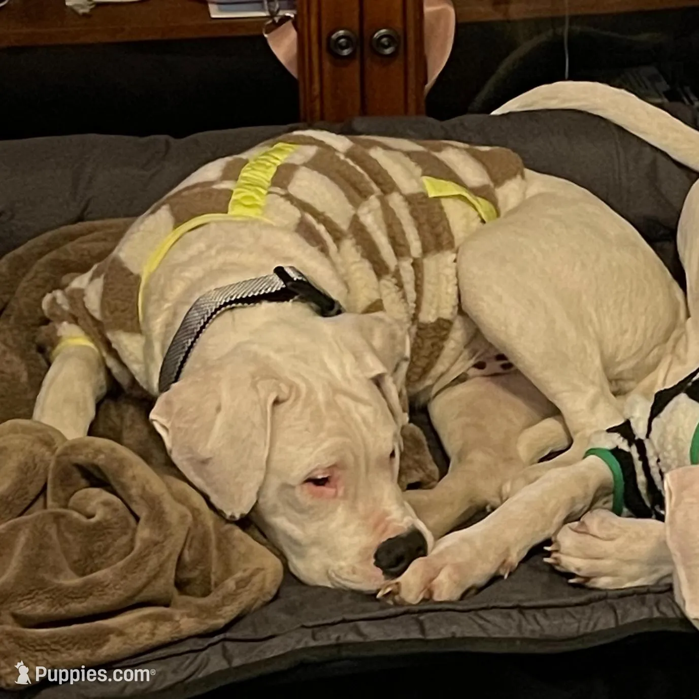 Orange – Dogo Argentino puppy for sale in Magnolia, TX