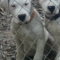 Orange, a male Dogo Argentino for sale in Magnolia, TX – Photo 4 of 7
